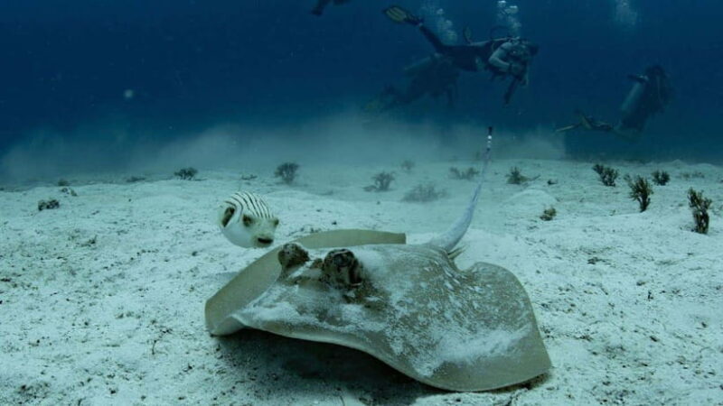 El Nido: Discover Scuba Diving with Manta Rays in Sibaltan - An In-Depth Look at the Experience