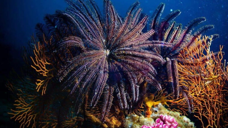 El Nido: Manta Ray Diving Experience in Sibaltan - How the Itinerary Is Structured