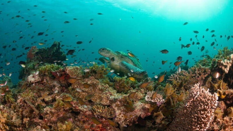 El Nido: Manta Ray Diving Experience in Sibaltan - What Travelers Can Expect