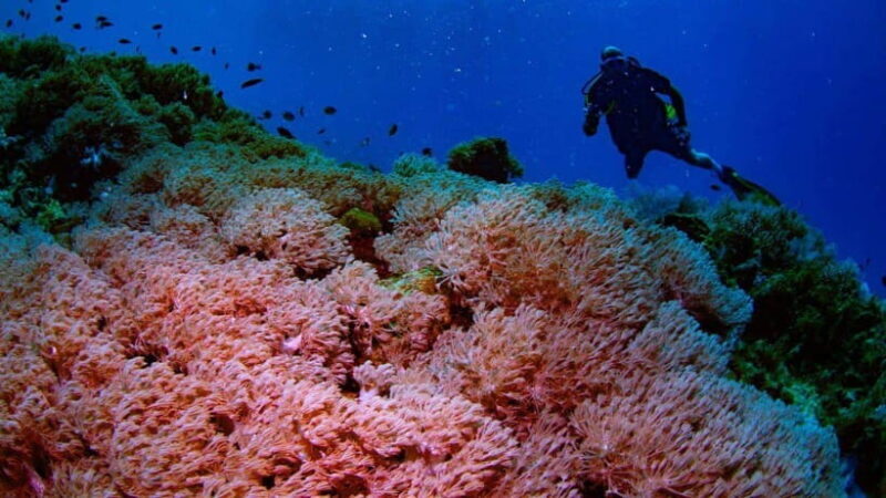 El Nido: Manta Ray Diving Experience in Sibaltan - The Sum Up