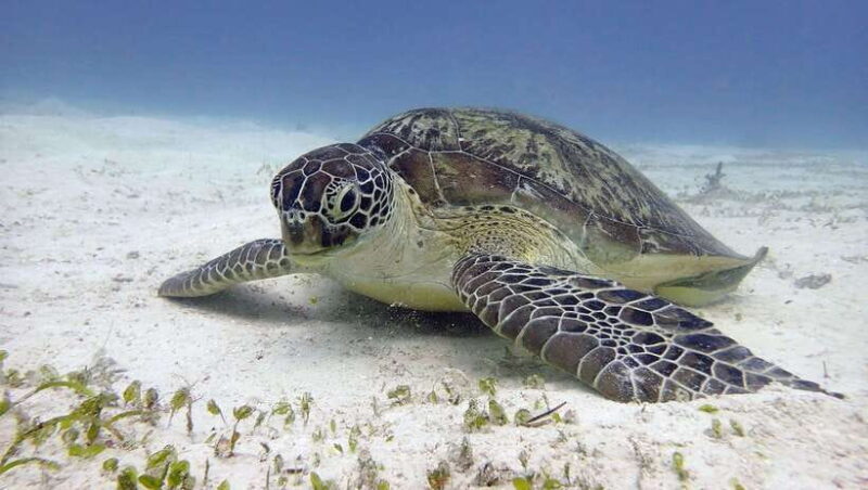 El Nido: Manta Ray Diving Experience in Sibaltan - Good To Know