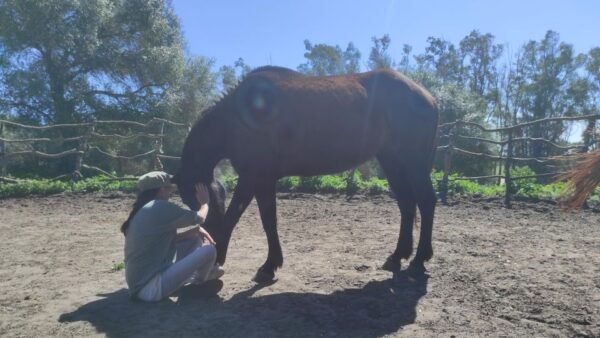 El Palmar: Reconnect Thanks to Horse Coaching - Frequently Asked Questions