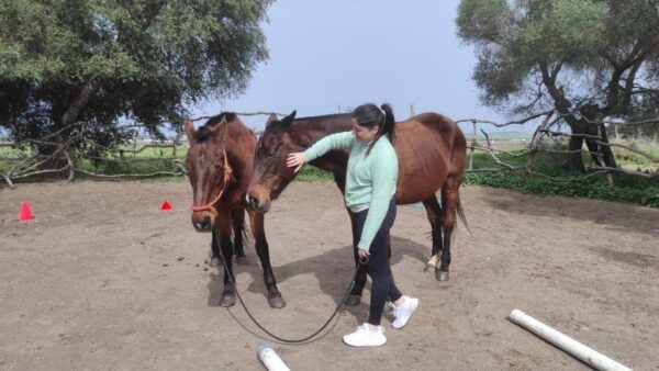 El Palmar: Reconnect Thanks to Horse Coaching - The Sum Up