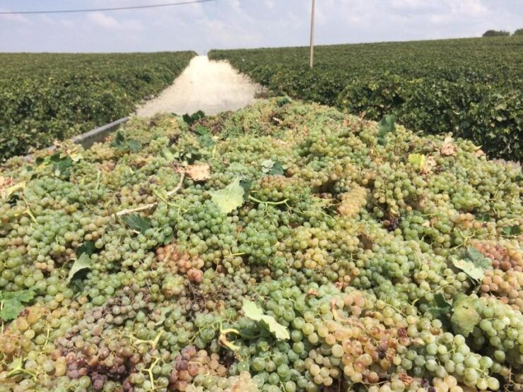 El Puerto De Santa María Winery and Tasting - Good To Know