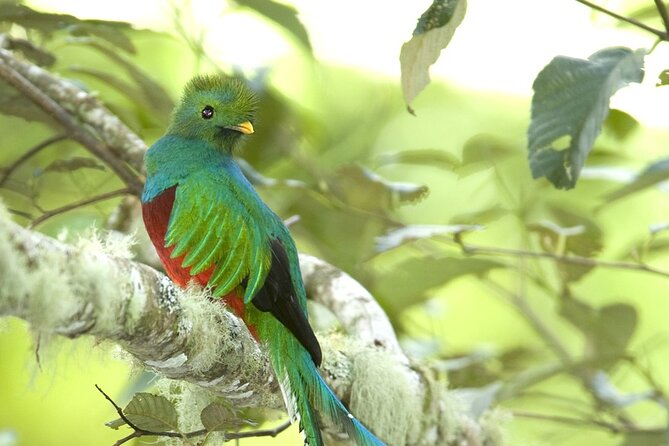 El Quetzal Birdwatching Tour From Guatemala City - Guatemala´S National Bird - Pricing and Booking Details