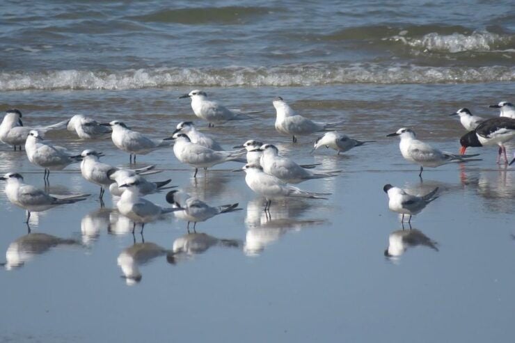 El Rocío: Doñana National Park 4x4 Jeep Tour - Booking Information