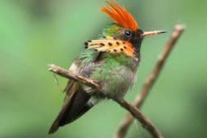 El Suzanne Estate Birding & Nature Reserve Tour - Introduction