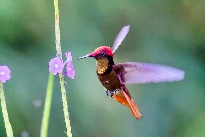 El Suzanne Estate Birding & Nature Reserve Tour - The Sum Up