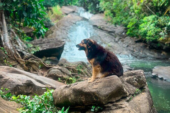 El Yunque Hike, Waterslide & Luquillo Kiosks Food with Transport - Practical Details and Value  