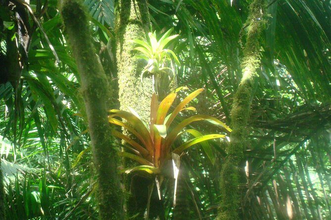 El Yunque Rainforest Full Day Private Tour - Who Is This Tour Best Suited For?