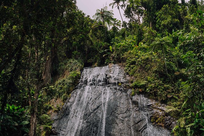 El Yunque Rainforest Half-Day Trip From San Juan - Reviews