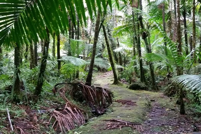 El Yunque Rainforest Hike - Conservation Efforts in the Rainforest