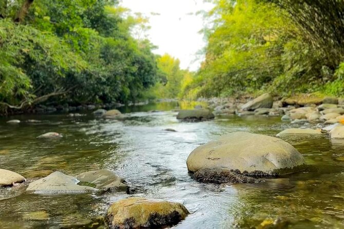 El Yunque Rainforest Hike, Natural Waterslide, Beach & Cuisine - Wildlife Encounters