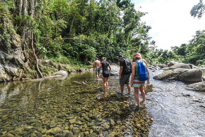 El Yunque Rainforest Tour from Fajardo - A Close Look at the El Yunque Rainforest Tour from Fajardo