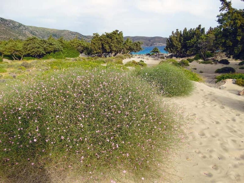 Elafonisi Bay - PINK COLOR SAND BEACH - Why Choose the Elafonisi Guided Tour?