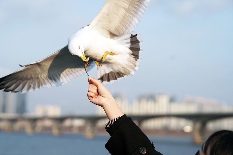 Eland Han River Cruise and Ashley Marine Buffet - The Han River route and what you will see