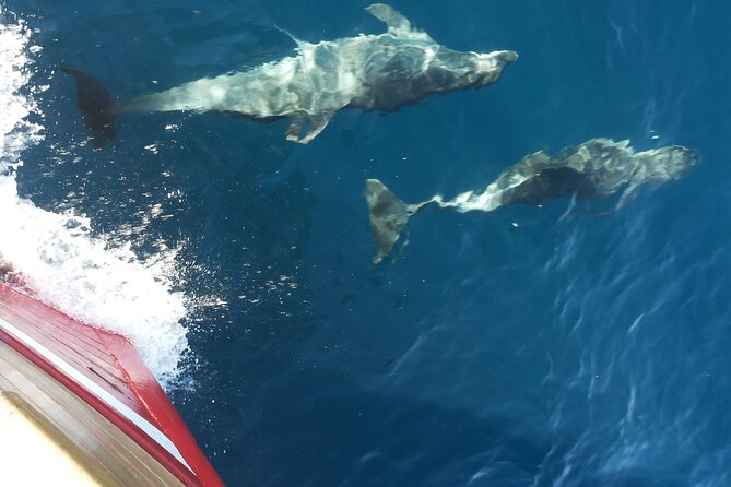 Elaphite Islands Boat Cruise in Dubrovnik - Exploration Activities