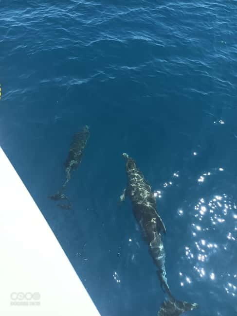 Elba Island boat trips - Exploring the Itinerary: What You Can Expect