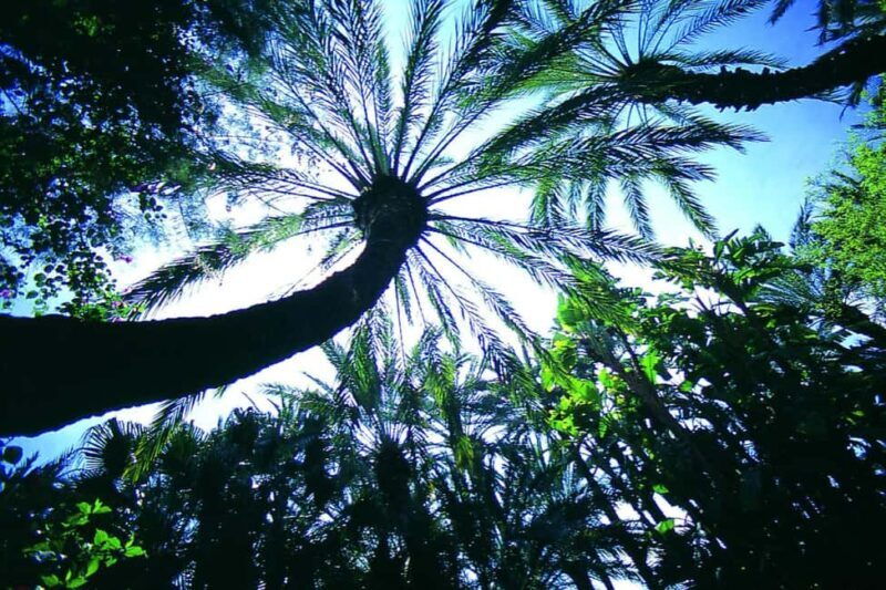 Elche: Entry Ticket Huerto del Cura National Artistic Garden - Discovering the Huerto del Cura: A Unique Garden Experience in Elche