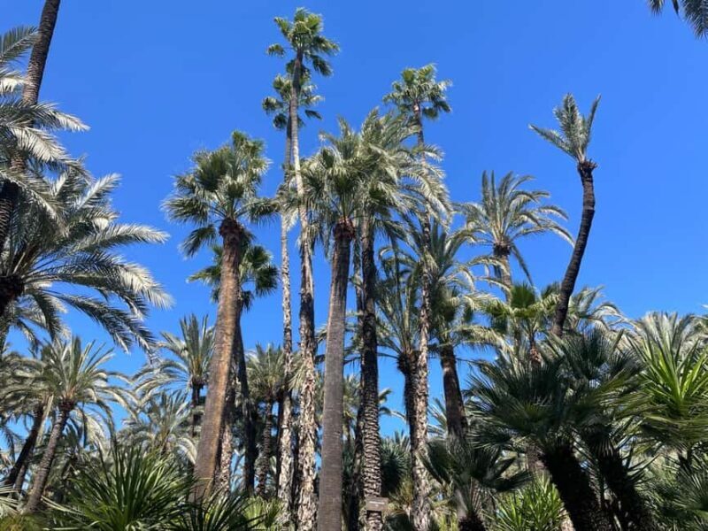 Elche: Entry Ticket Huerto del Cura National Artistic Garden - Exploring Elche’s Palm Garden: What You’ll Find