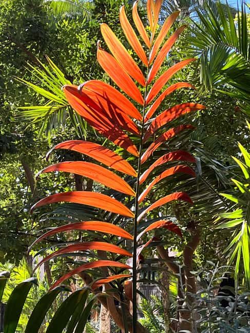 Elche: Entry Ticket Huerto del Cura National Artistic Garden - Authentic Insights from Visitors