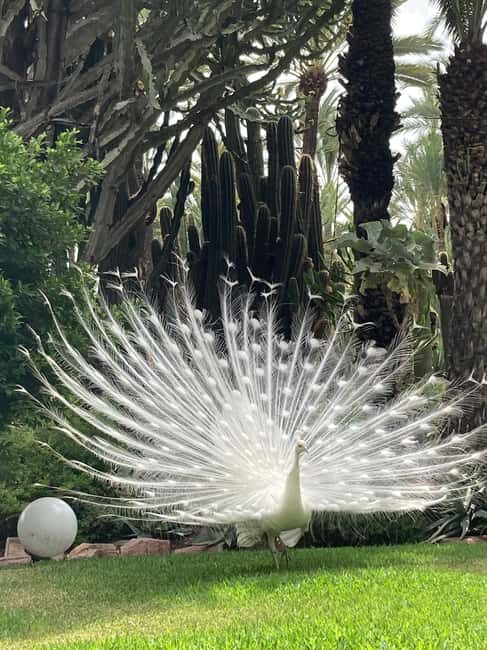 Elche: Entry Ticket Huerto del Cura National Artistic Garden - The Sum Up: Is the Huerto del Cura Worth Visiting?