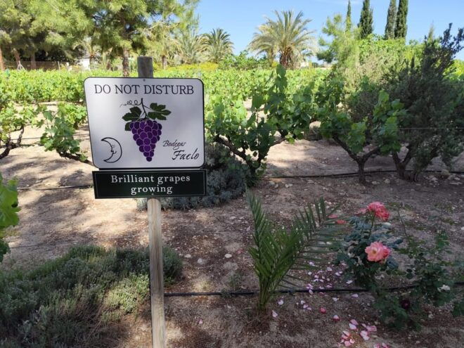 Elche: Oil & Wine Tasting With Local Food Tasting - Inclusions and Exclusions
