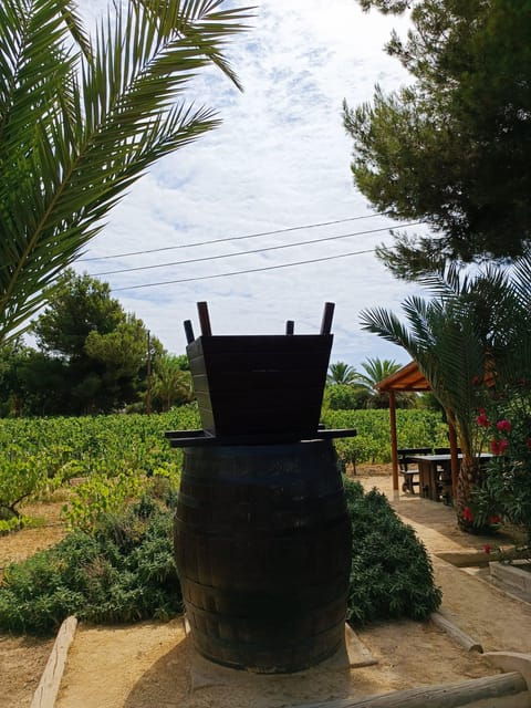 Elche: Oil & Wine Tasting With Local Food Tasting - Important Information