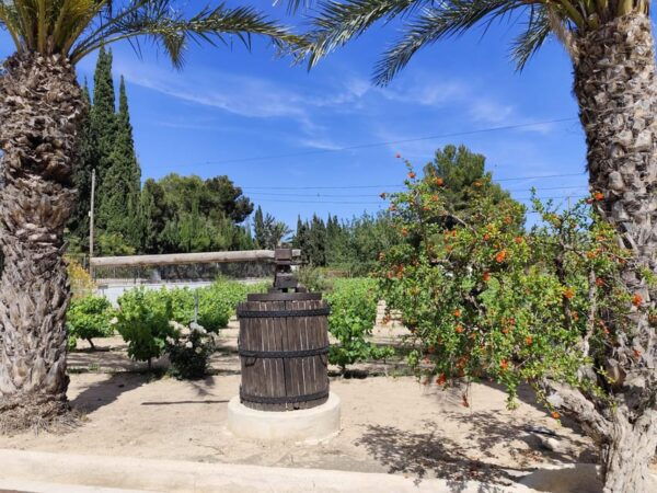 Elche: Oil & Wine Tasting With Local Food Tasting - Frequently Asked Questions