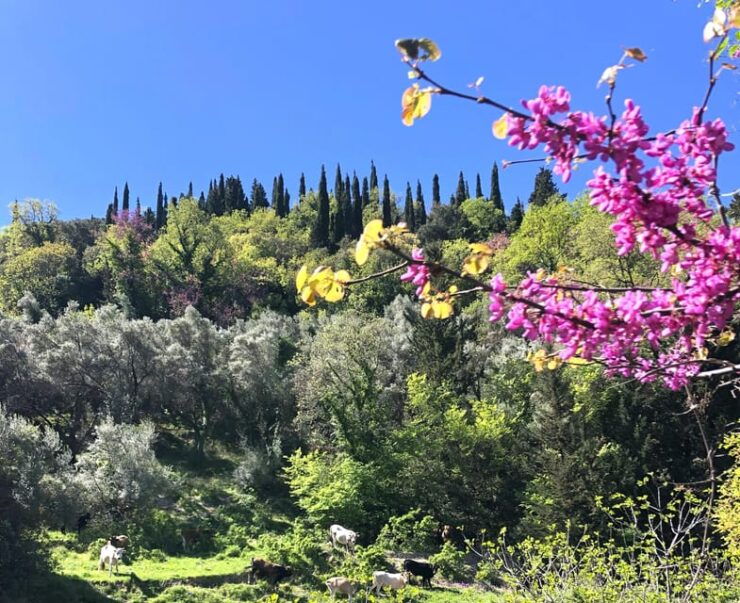 Electric Bicycle Tour in Lefkada (Tailor-made ) - Good To Know
