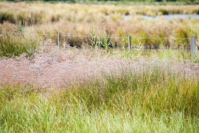 Electric Bike Excursion in Camargue - Expectations and Additional Information