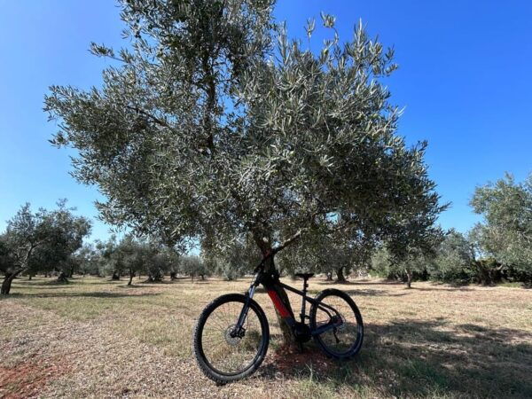 Electric Bike Tour Olive Odyssey From Pula to Vodnjan! - Frequently Asked Questions