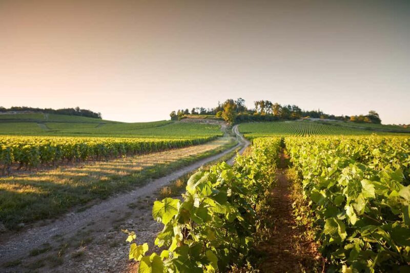 Electric scooter tour and wine tasting at Château de Chamirey - A Closer Look at the Tour Experience