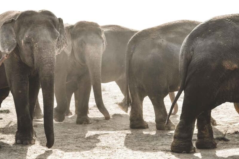 Elefantastic Elephant Sanctuary Tour - Introduction: A Heartwarming Elephant Experience in Rajasthan