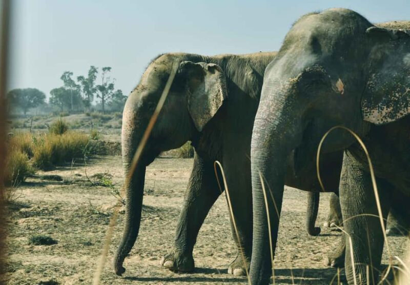 Elefantastic Elephant Sanctuary Tour - Authentic Reviews and Insights