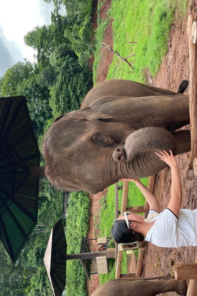 Elefin Farm & Cafe Half-Day Tour With Private Car - Tips for a Great Experience