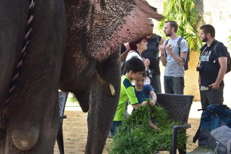 Elefun Best Elephant Sanctuary in Jaipur - Good To Know