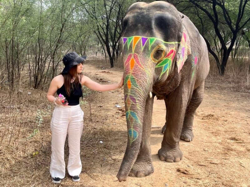 Elefun Best Elephant Sanctuary in Jaipur - An Honest Look at the Elephant Sanctuary Experience