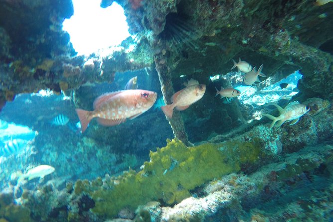 Elegance Catamaran Cruises Sailing Lunch Snorkel and Swim Excursion - Pricing and Guarantee