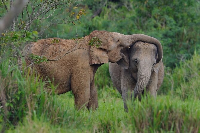 Elephant and Animal Watching in Kuiburi National Park - Join Afternoon Tour - Reviews