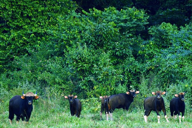 Elephant and Animal Watching in Kuiburi National Park - Join Afternoon Tour - Directions
