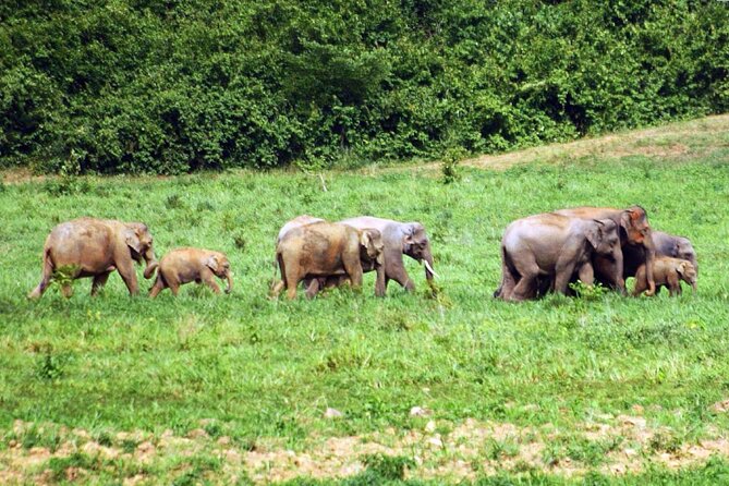 Elephant and Animal Watching in Kuiburi National Park - Join Afternoon Tour - Wildlife Sightings
