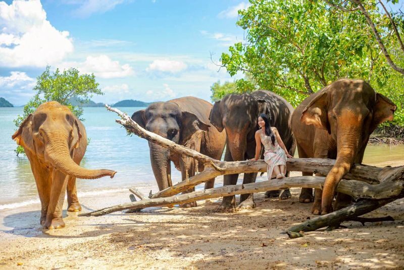 Elephant and Beach Experience at Phuket Siray Elephant Care Camp - What to know before you book