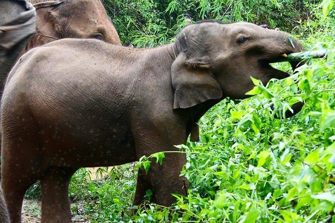 Elephant and Gibbon Encounters - 5days/4nights - Itinerary Highlights