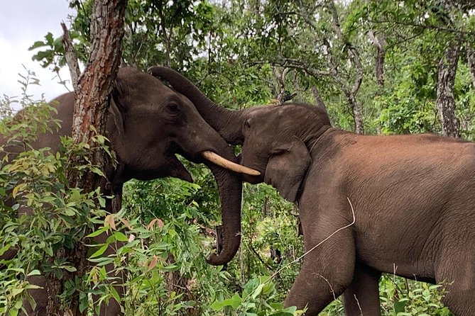 Elephant and Gibbon Encounters - 5days/4nights - Meal Inclusions