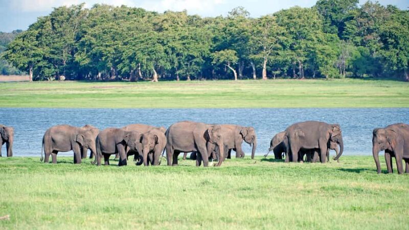 Elephant & Birdwatching Safari in Minneriya with Binoculars - What Makes This Safari Stand Out?
