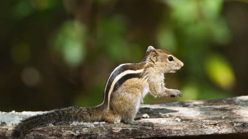 Elephant & Birdwatching Safari in Minneriya with Binoculars - Final Thoughts: Is This Tour Right for You?