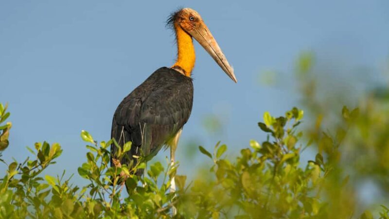 Elephant & Birdwatching Safari in Minneriya with Binoculars - Frequently Asked Questions