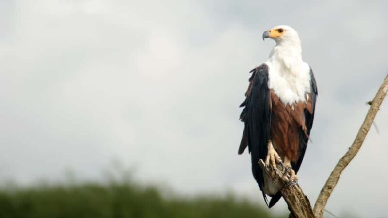 Elephant & Birdwatching Safari in Minneriya with Binoculars - An Authentic Look at Minneriya Safari