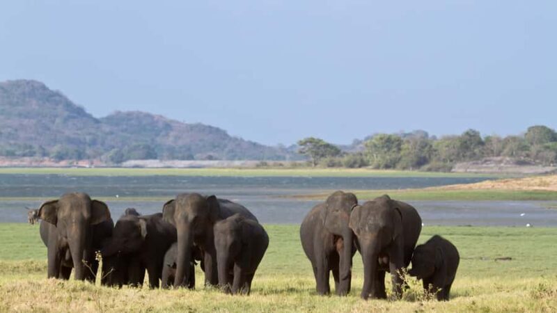 Elephant & Birdwatching Safari in Minneriya with Binoculars - Final Thoughts